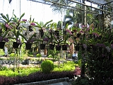 Nong Nooch Botanical Gardens Orchids
